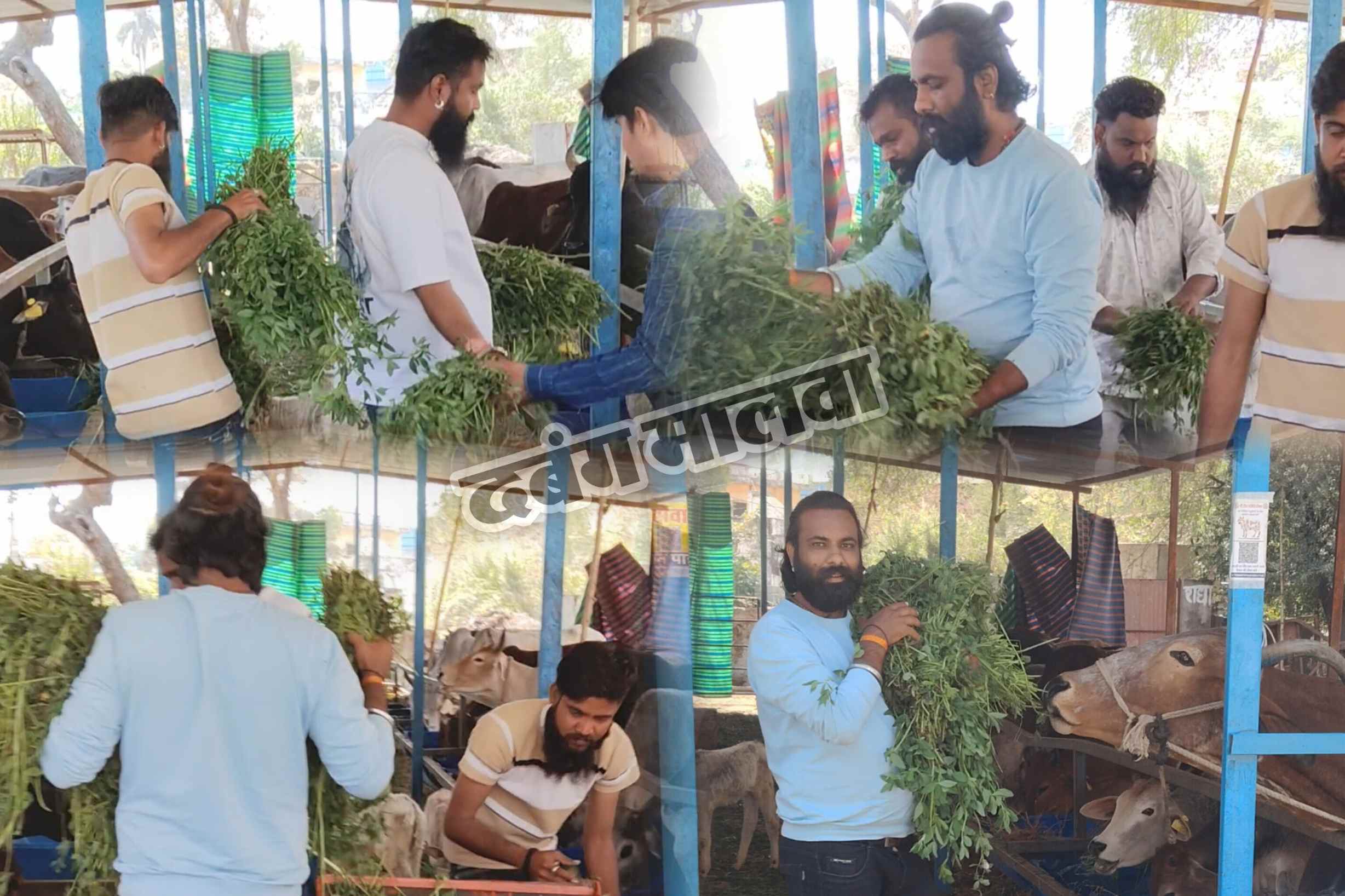 गौसेवा ही परम धर्म हैं, गौभक्तों ने गौमाताओं को डाला हरा चारा