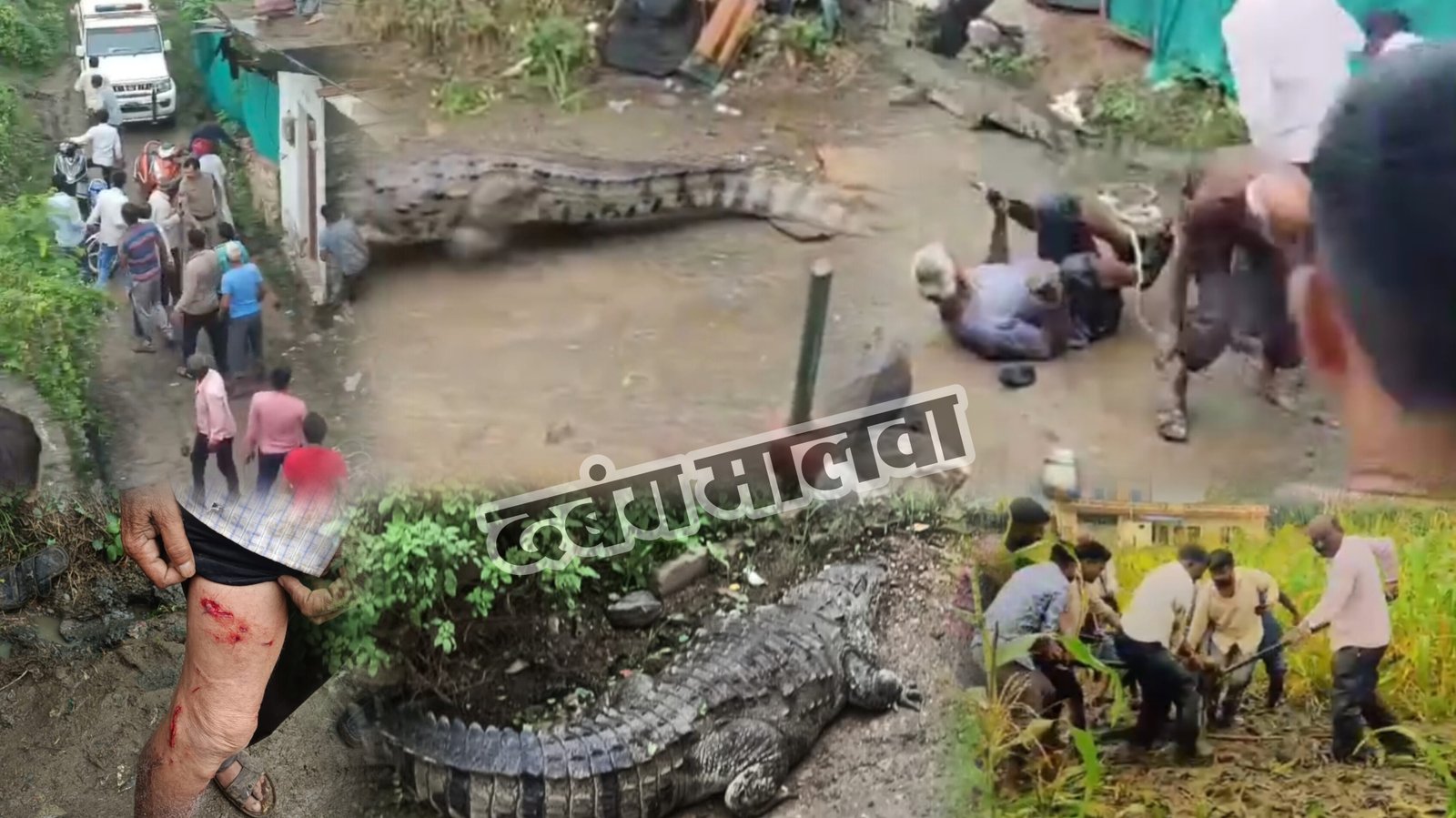 गांव हनुमंतिया रावजी में मादा मगरमच्छ का आतंक, एक व्यक्ति हुआ चोटिल, वन विभाग की टीम ने किया रेस्क्यू, ग्रामीणों की लगी भीड़, मगरमच्छ के वीडियो आए सामने