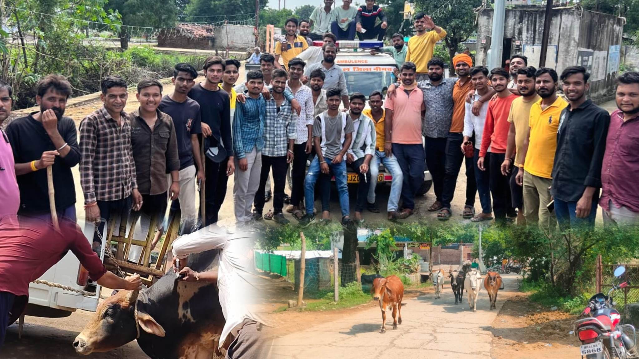 सरोकार – गो वंश को लंपी रोधी टिकें लगाने आगे आया गो रक्षा दल , तेजी से फैल रहा संक्रमण, बे-जुबानों की पथराई आंखों से छलकती पिड़ा को समझा गो रक्षकों ने!