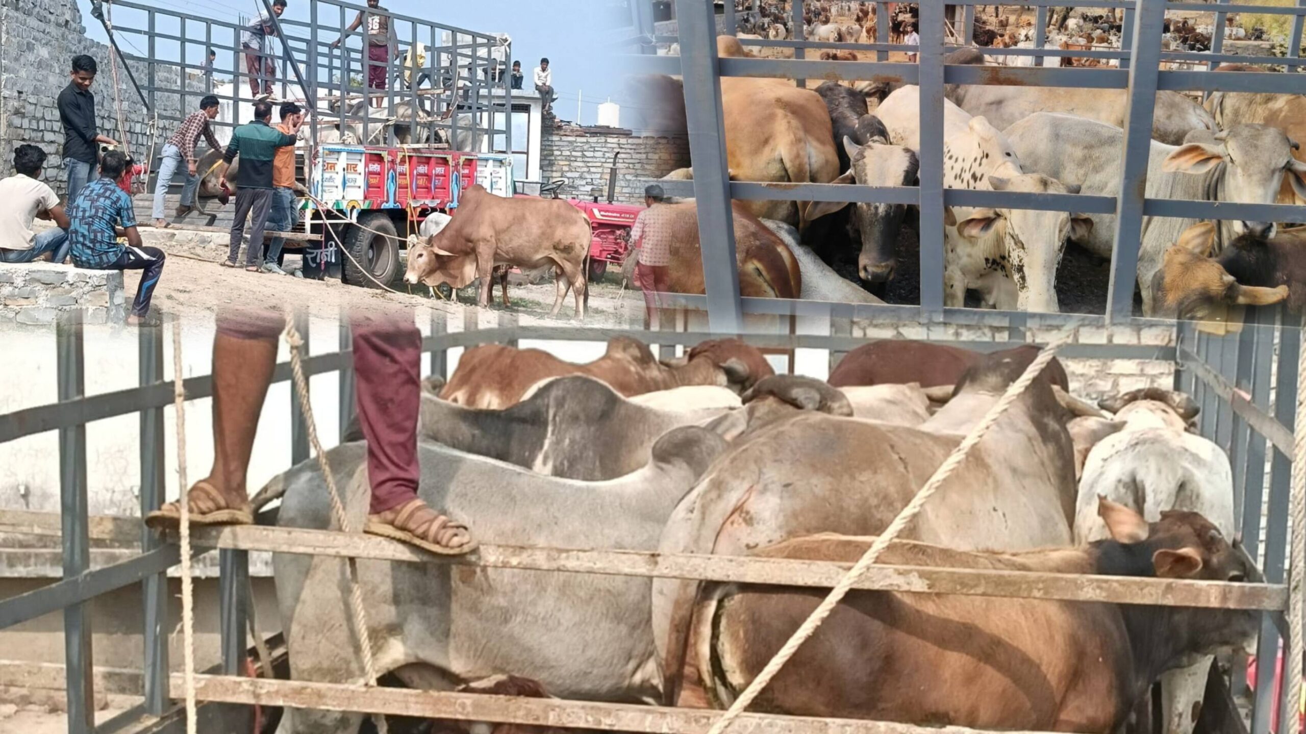 किसानों को राहत देने, सरवानिया महाराज में गो वंश को एकत्रित कर छोड़ा गोशाला