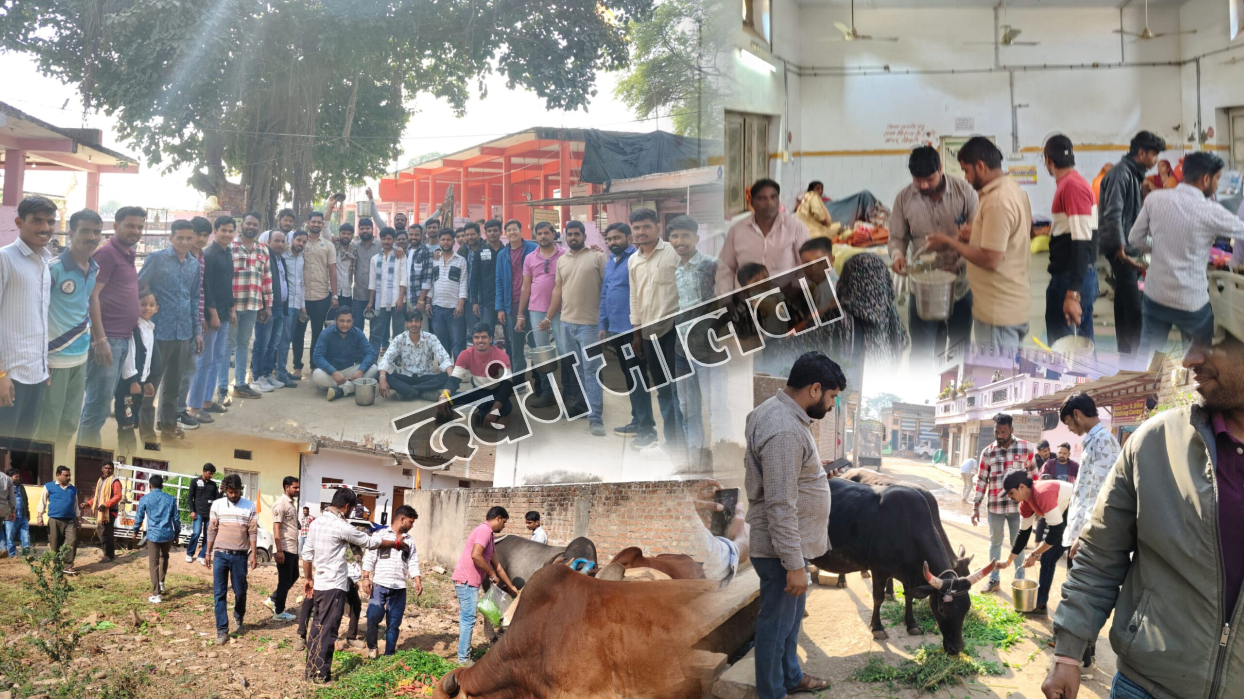 मकर संक्रान्ति पर गौ रक्षकों को जंहा दिखा गो वंश वहीं खिलाई हरी घास ‌और लापसी, अस्पताल और मोड़ी माता संस्थान पर वितरित की खिचड़ी