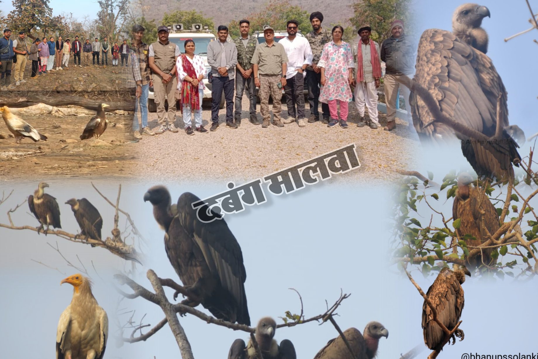 नीमच जिले में गिद्धों की गणना का कार्य संपन्न,   कुल 507 गिद्ध पाए गए